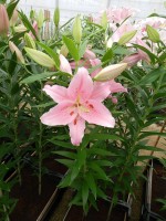 [4217 Homerus No101.JPG]